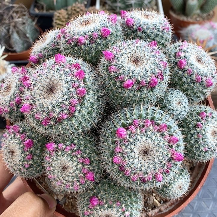 【闪购商品】玉翁群