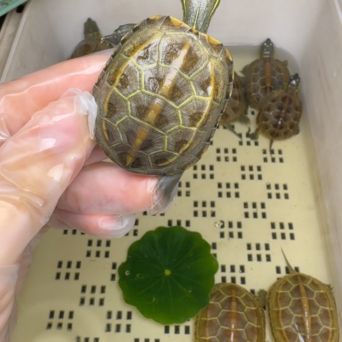 母绿毛龟飯*黄肉黄肉