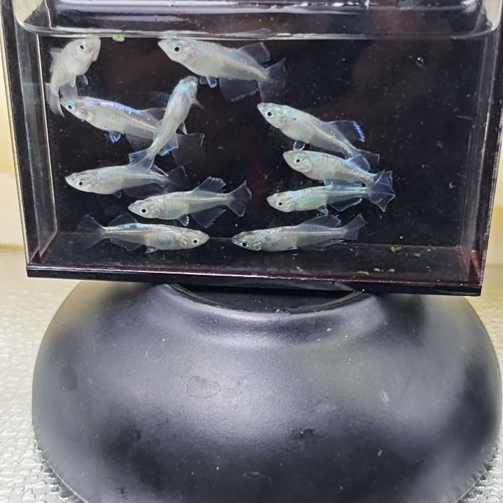 青鳉观背青鳉光体测观一组，短粉蝶