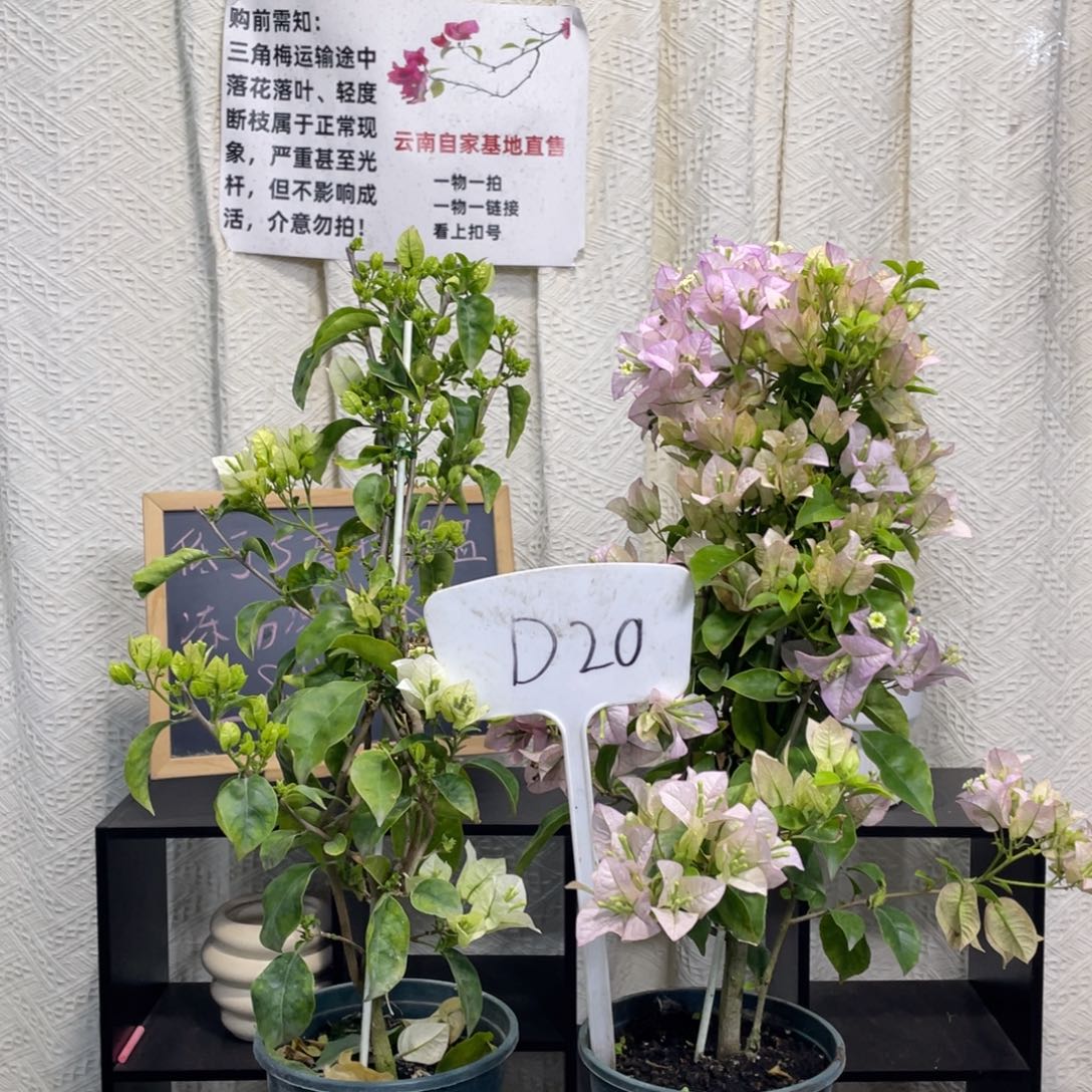 小***哥全部花朵白雪公主+丽娜D20