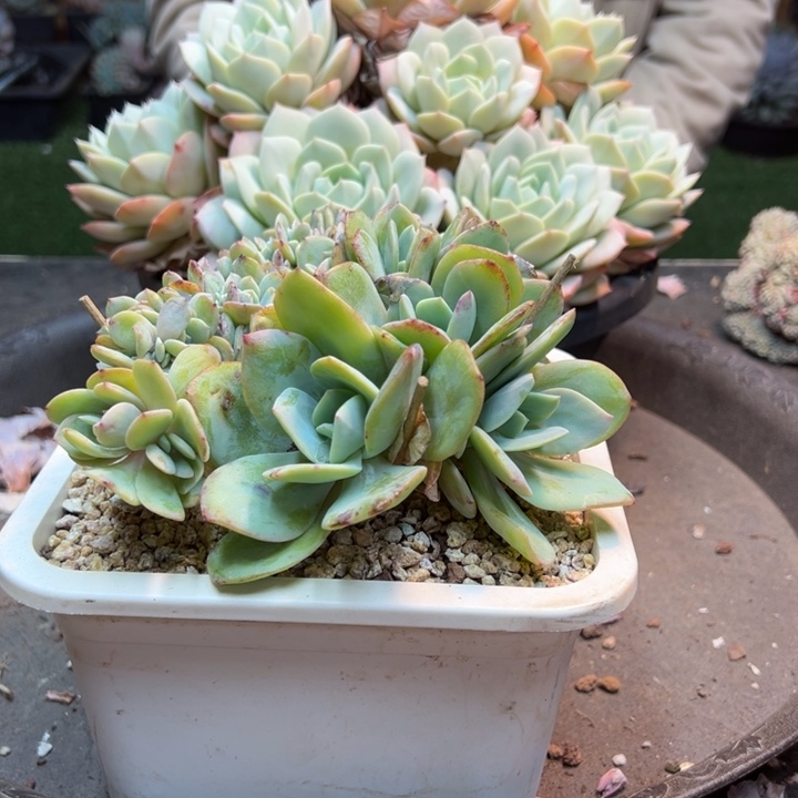 芯***熙染的都绕一位拍一一拍338