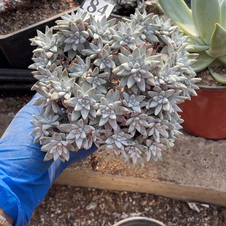 184号白菊多肉植物有干疤