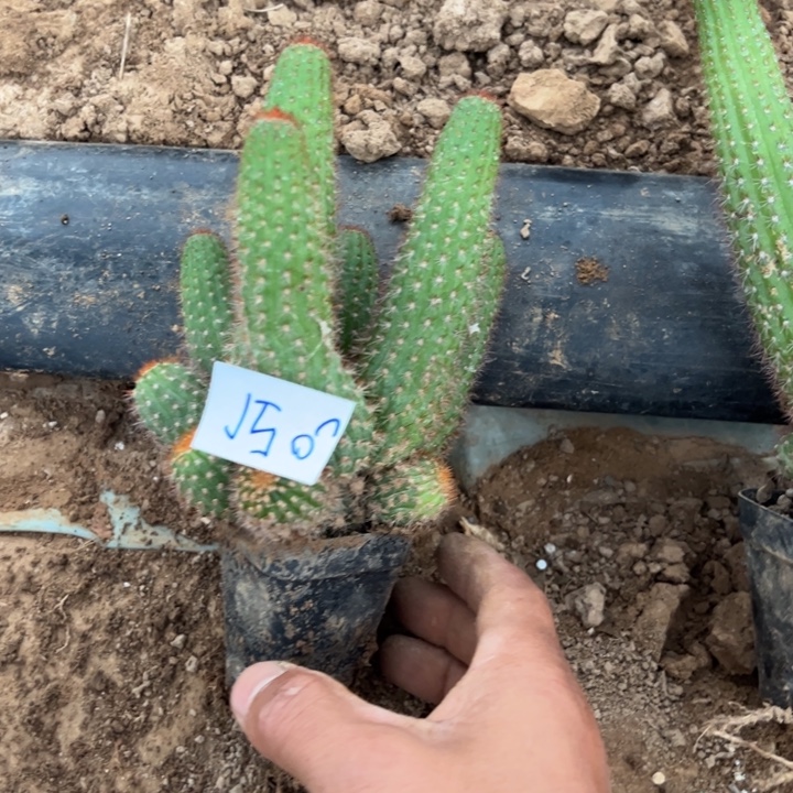 外***温J56金妞杏巨人一颗25