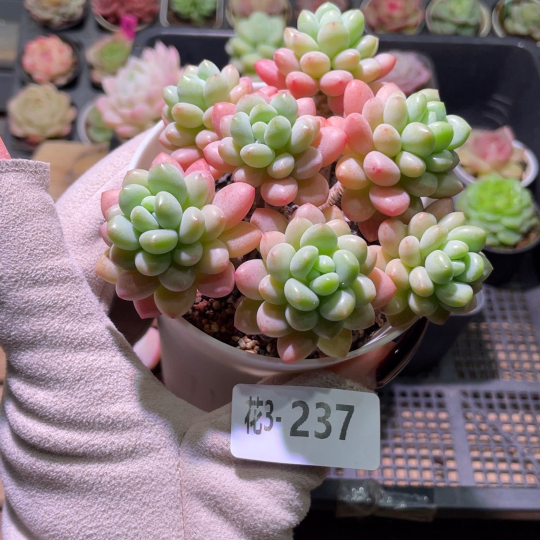 花利美3-237洛可可