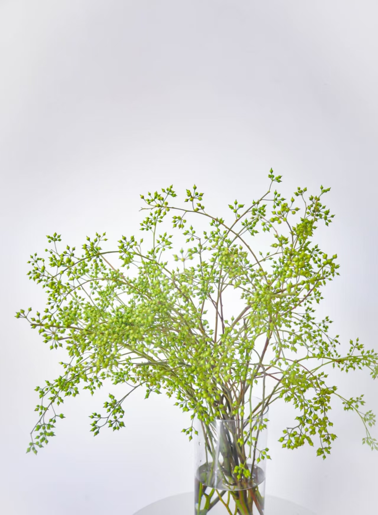 高品质小米果鲜切花 直接做干花不水养 云南山货 昆明发货