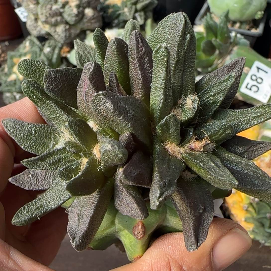 【闪购商品】三头大龙角671