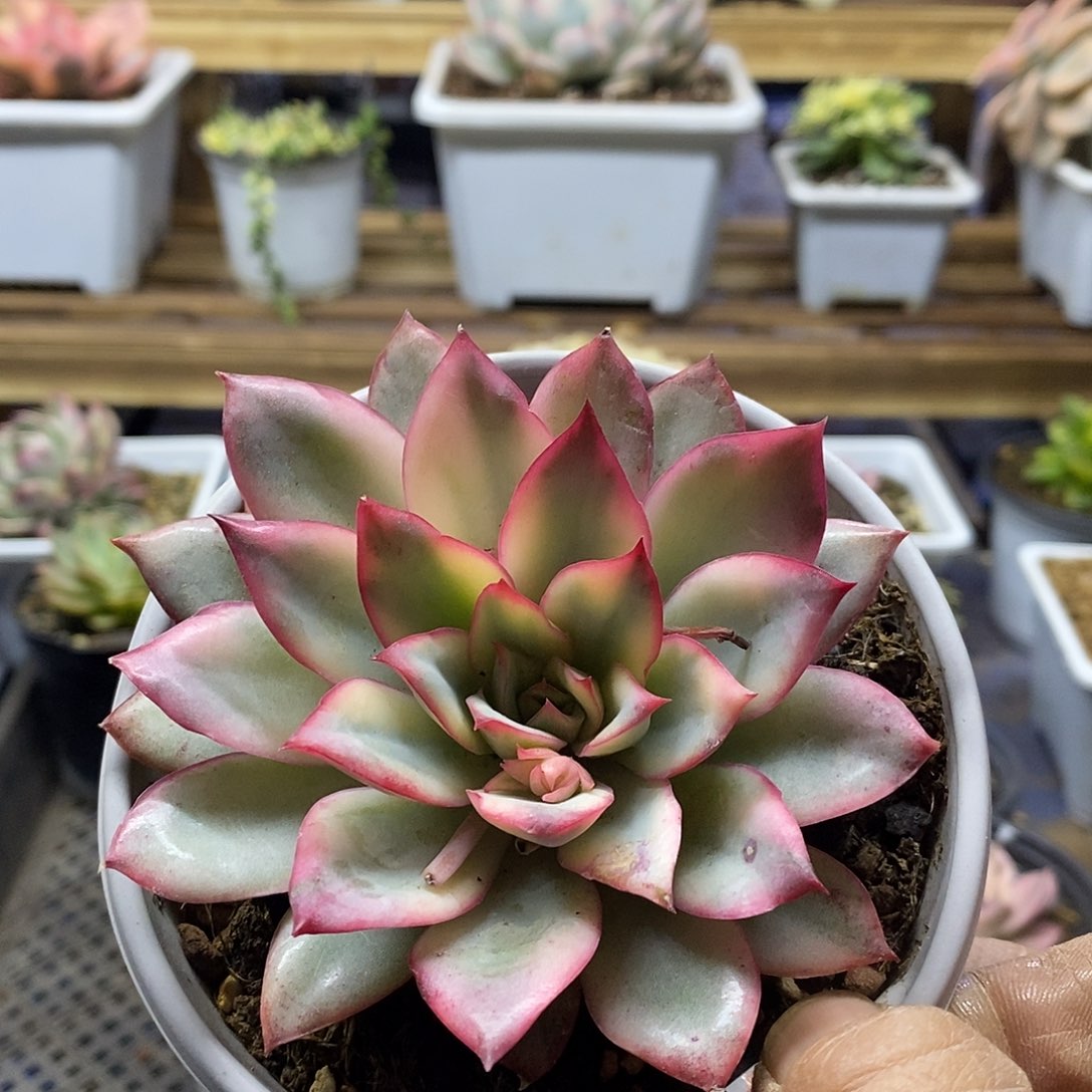 16142 月光女神锦多肉