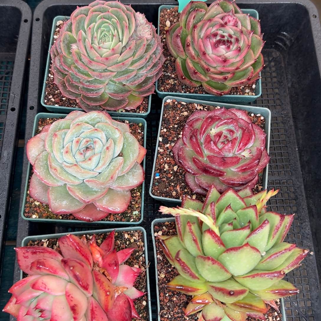 多肉一物一拍0127-95