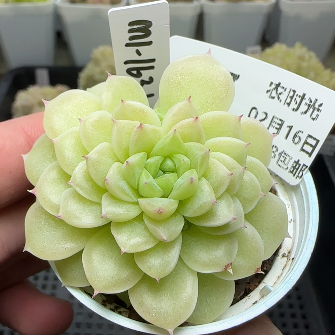 0216-207（M1-163-1）