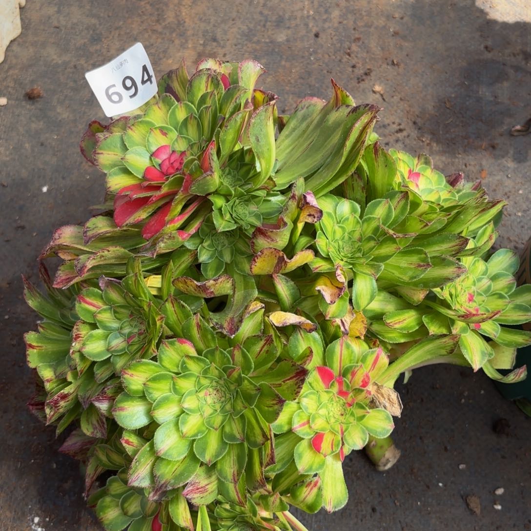 694多肉植物知否无根