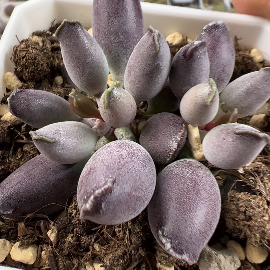 艺伎海报多肉植物水泡