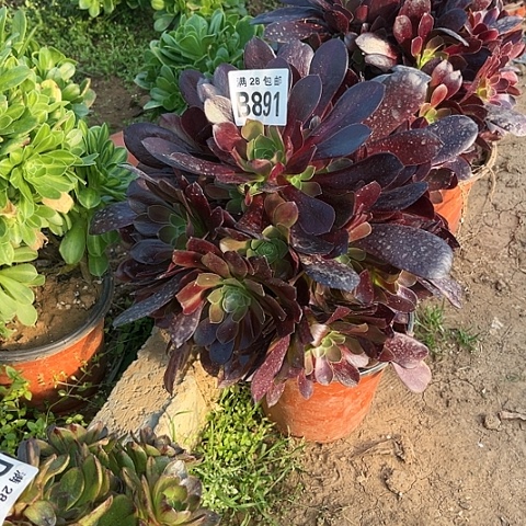 891梅花不包断枝