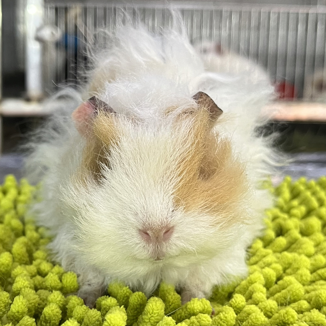 黄白特克赛儿，长毛妹妹豚鼠活体