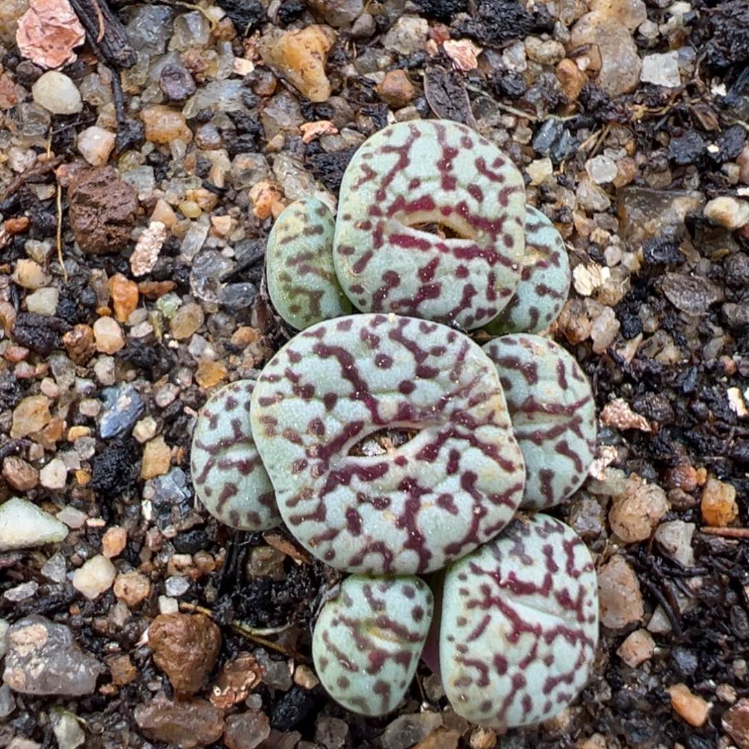 2.3好看的多肉a262