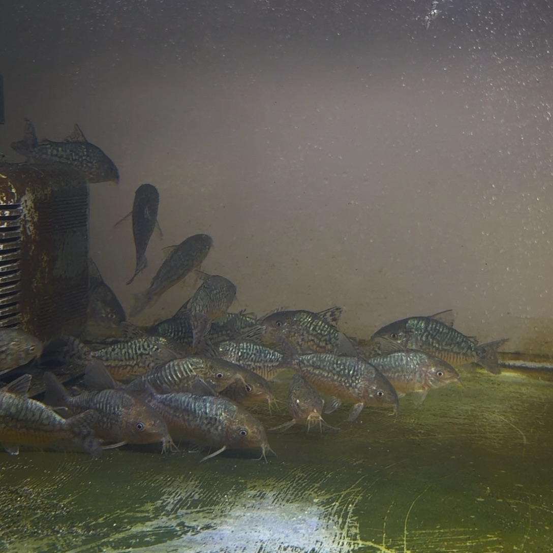 鼠鱼1只爆花葛衣 7-8cm不包邮 偏远别拍