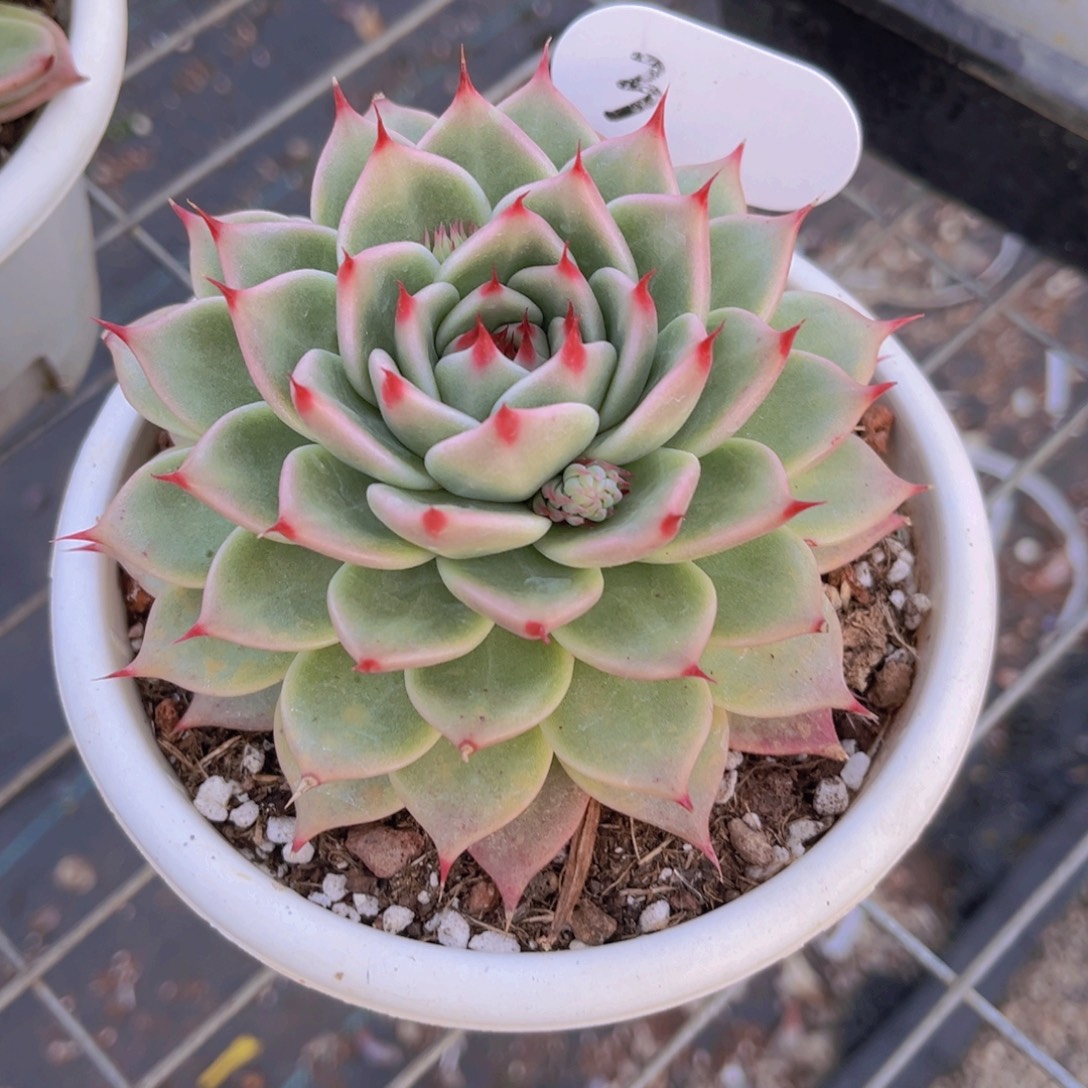 托斯卡11公分8899999999999