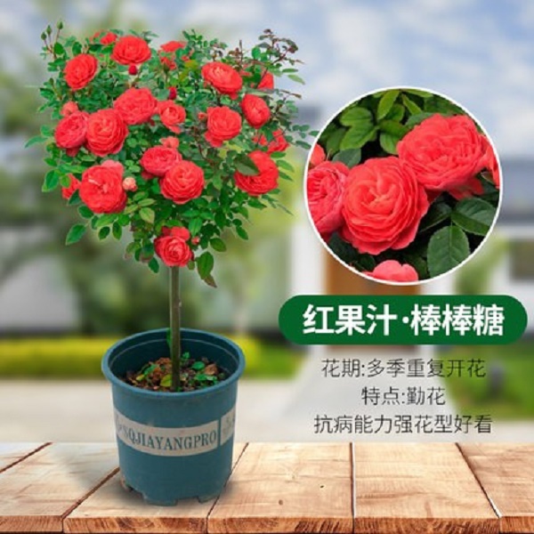 棒棒糖月季【红果汁】月季花苗特大花朵花卉植物庭院四季树状月