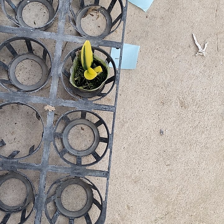 当前无花栽培后可以开花金边