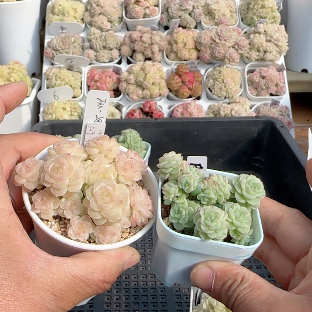 【闪购商品】0130-121（fm-28）