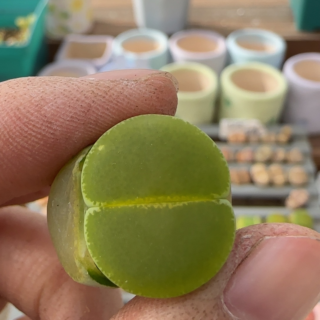 3.24辛然园艺8123号GT