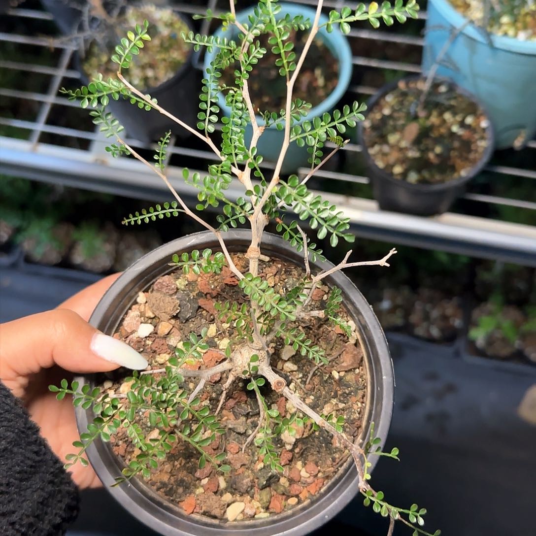 多肉植物象足漆树