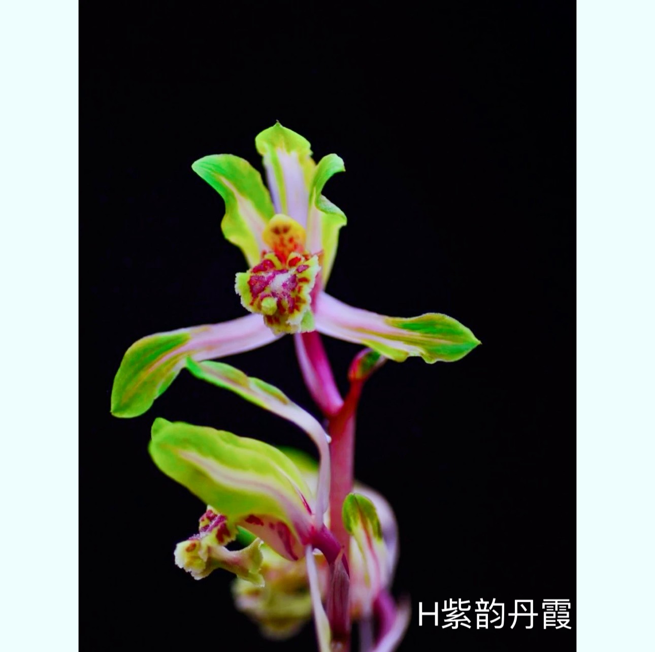 【紫韵丹霞】惠兰名品国兰花开浓香好养易活对版人工种植