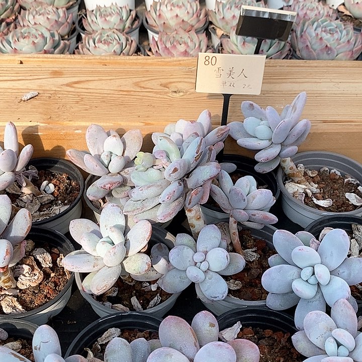 80雪美人 单双混发 福利多多