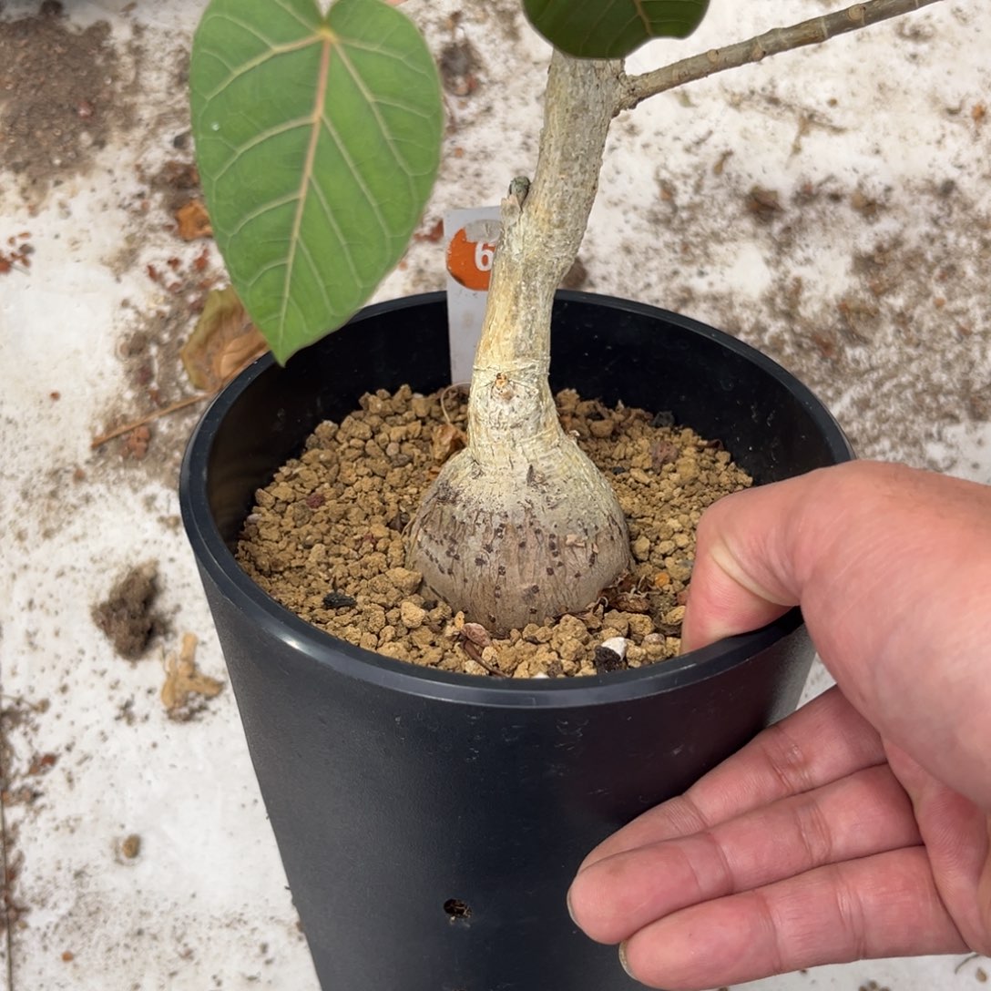 6号红脉榕带盆带土发货