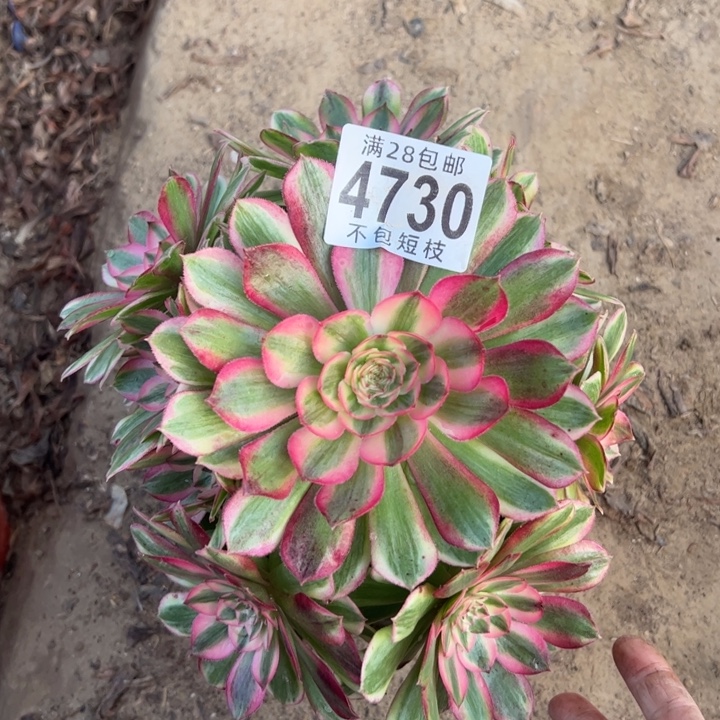 瑶光多肉植物法师4730