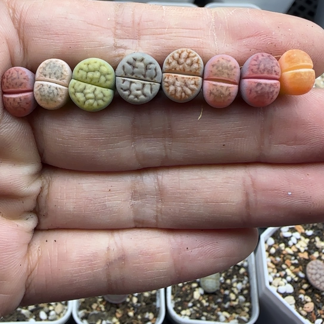 462小个子彩花纹大棚直播30包邮