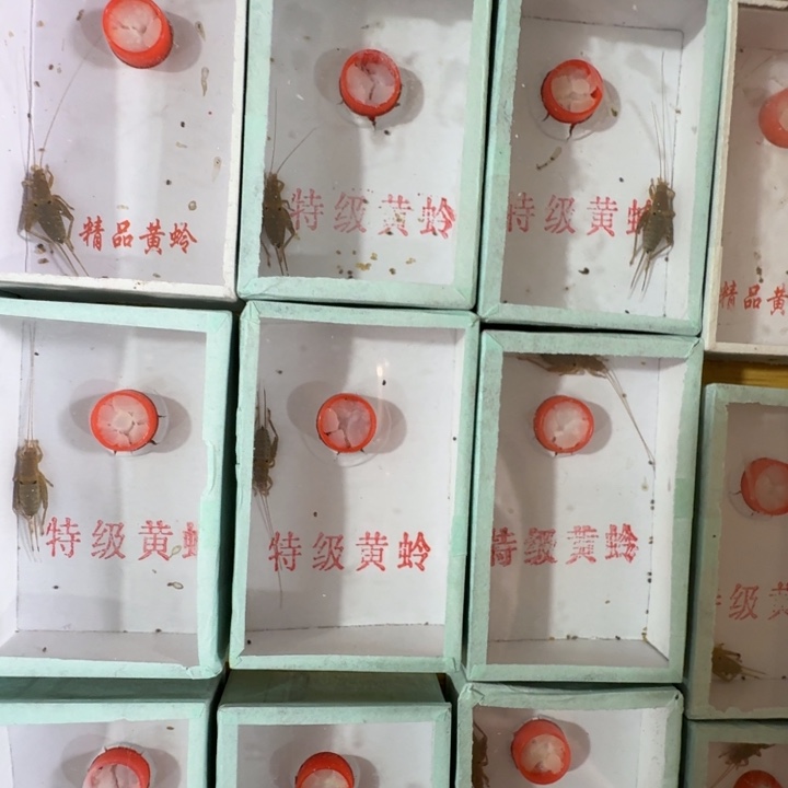 蟋蟀香槟仙子一只合适