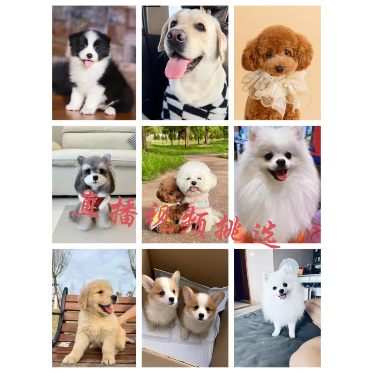 潍坊（宠之星犬舍）宠物狗狗幼犬直播一对一挑选