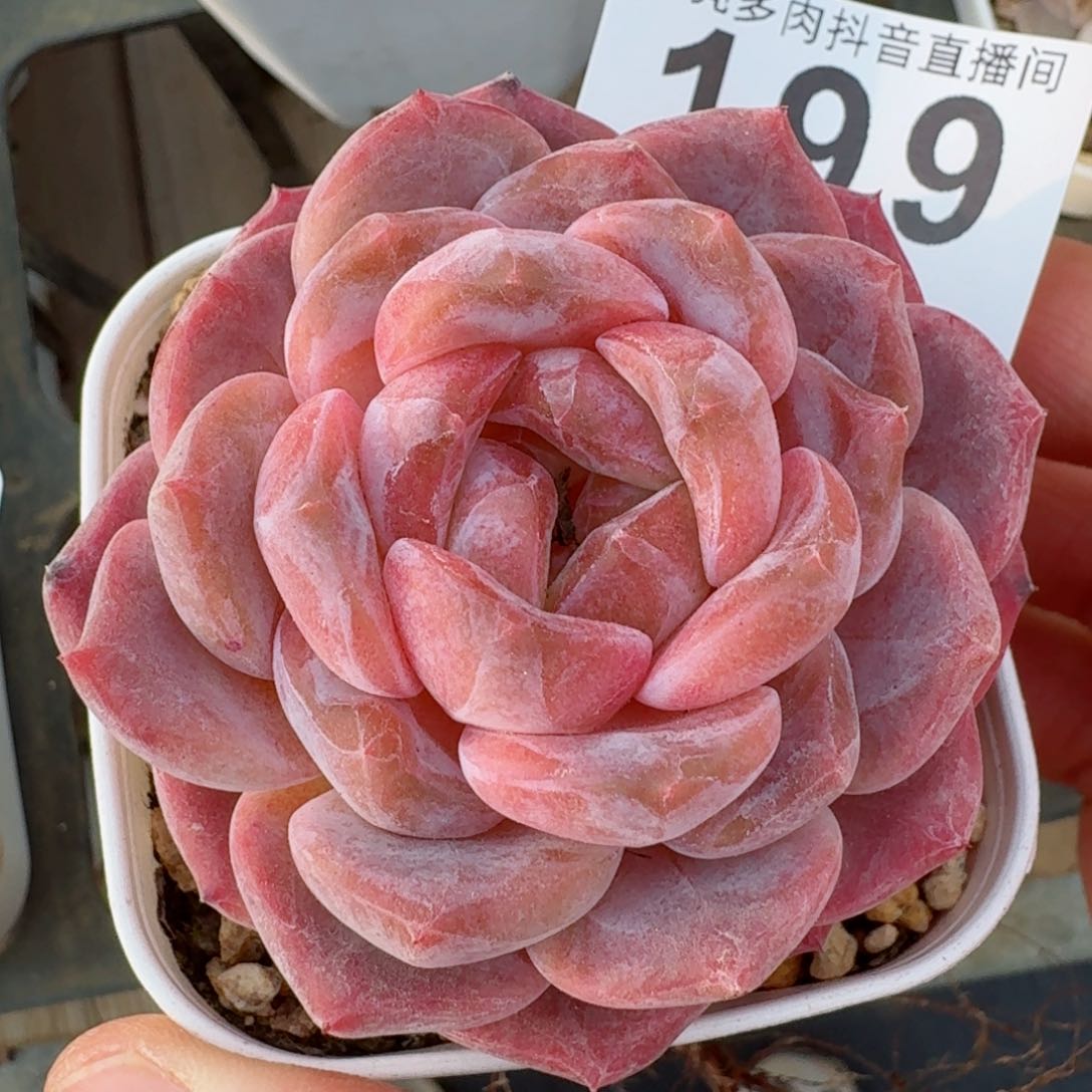 冰魄         精品多肉