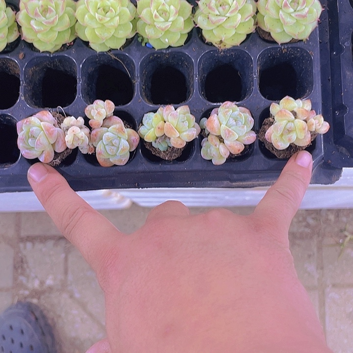 三***九5颗群冰玉【满10颗包邮】