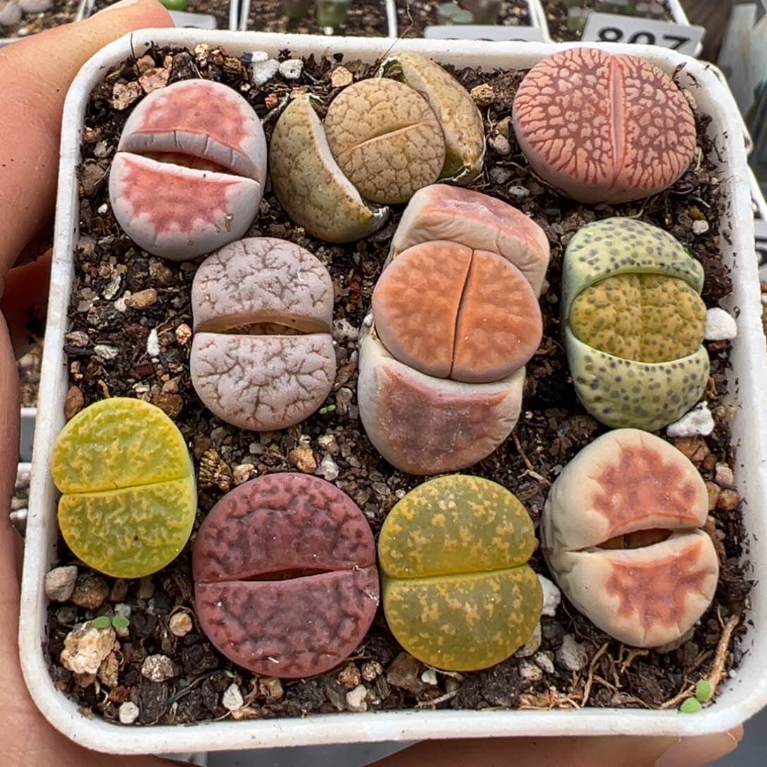 1.14好看的多肉884