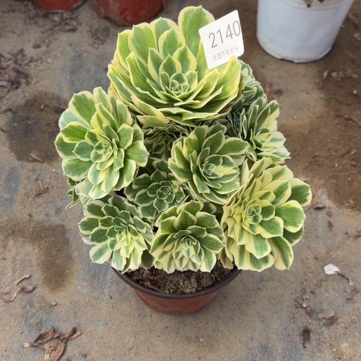 迈巴赫多肉处理不包断头2140