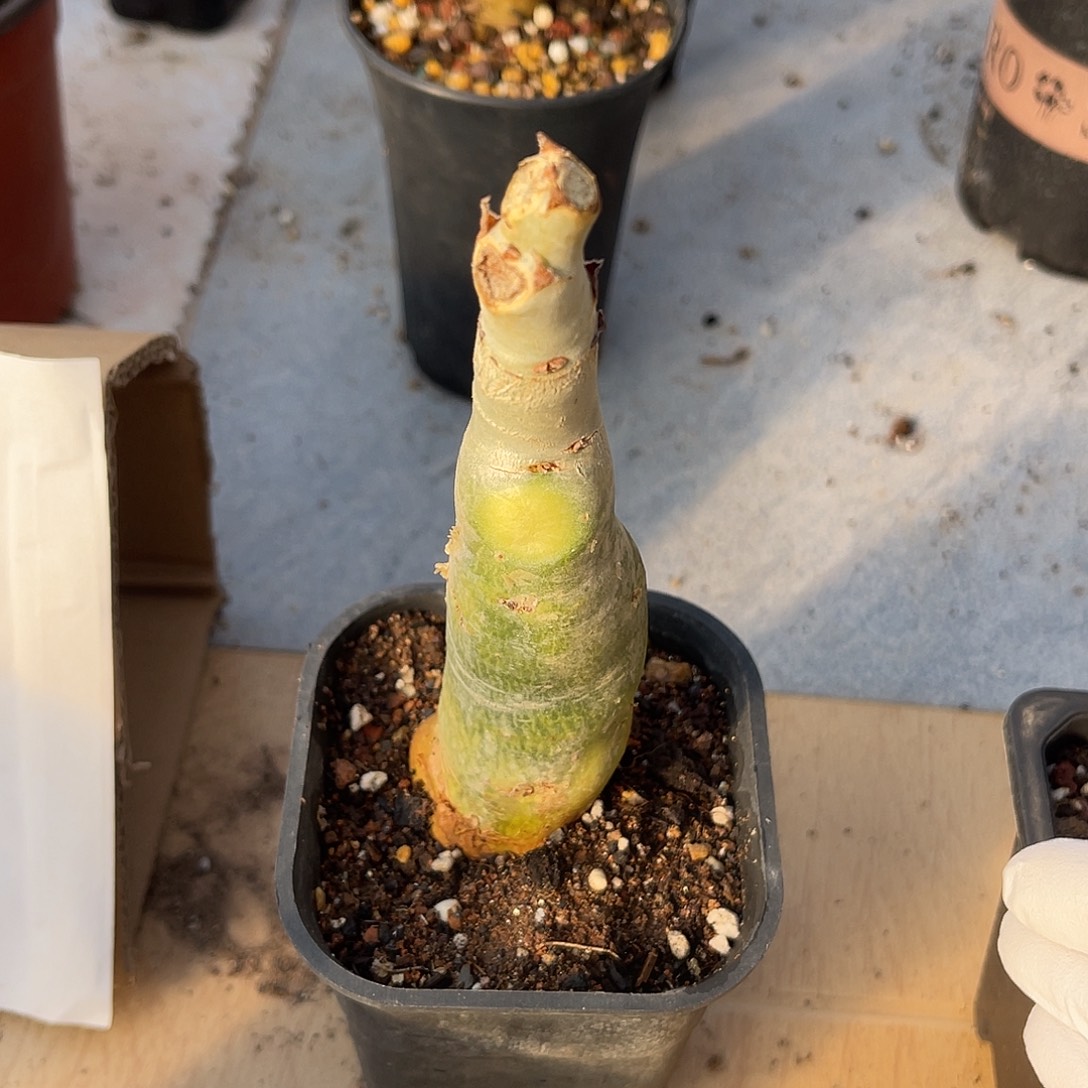 实生祖提葡萄翁块根