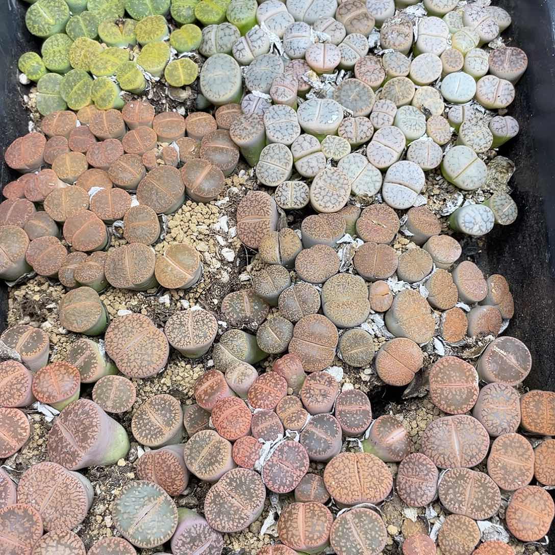 无***悔22200000花花花花花花花花