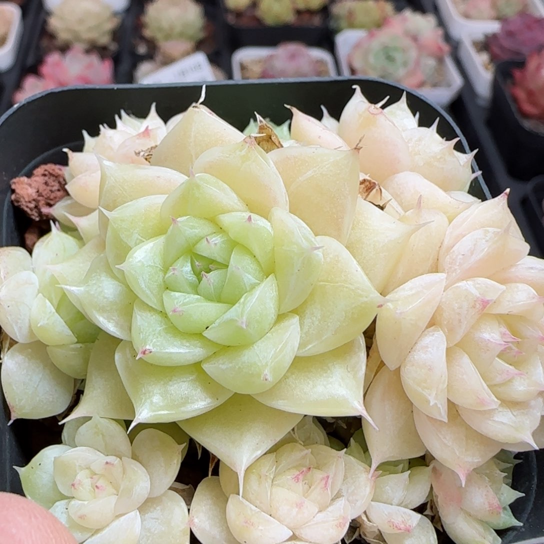 花语逸镜0116-65散