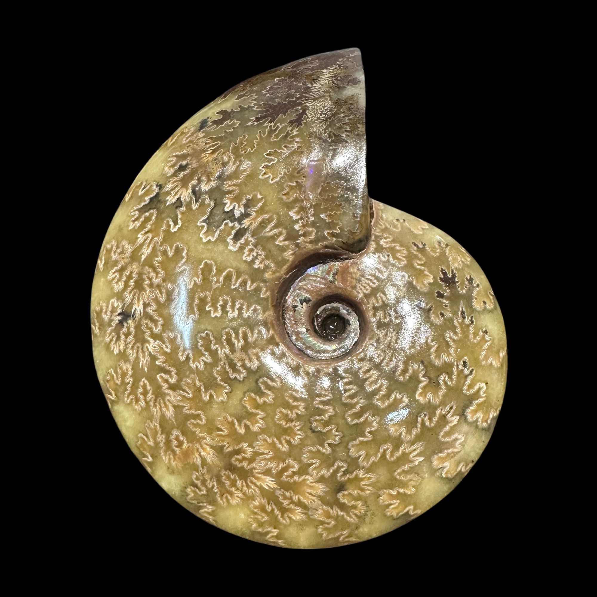 【 叶菊石（手把件）】尺寸111.2mm 玉化 马达加斯加 古贝壳 Q3