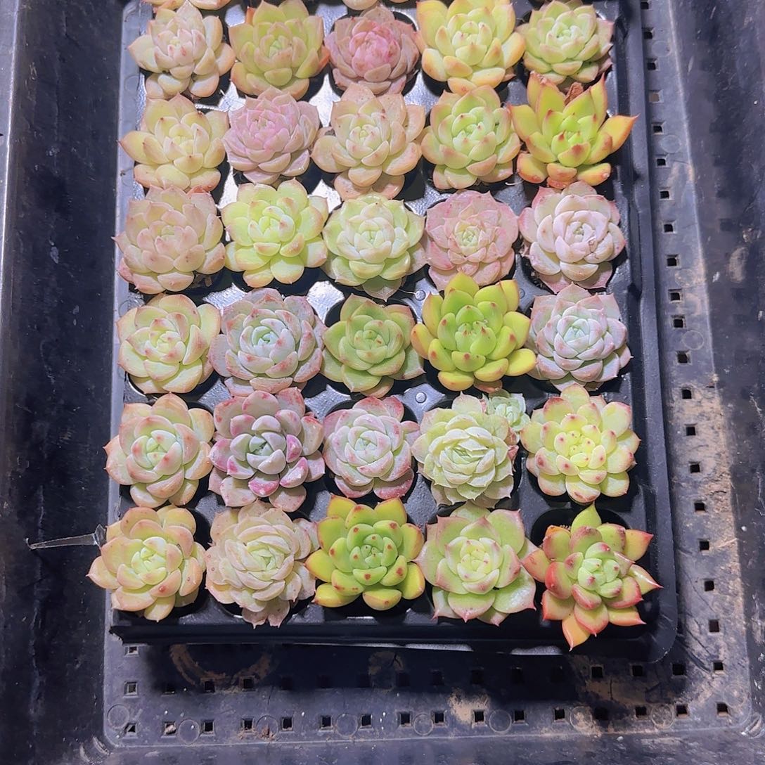 直播一物一拍多肉94