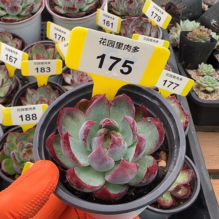 欢***妹175 惊鸿单头多肉植物