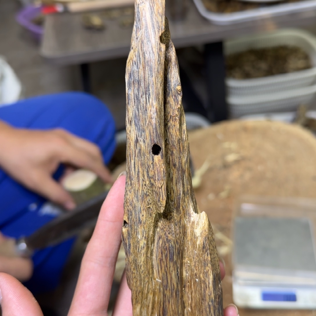 沉香紫奇虫漏香发一份