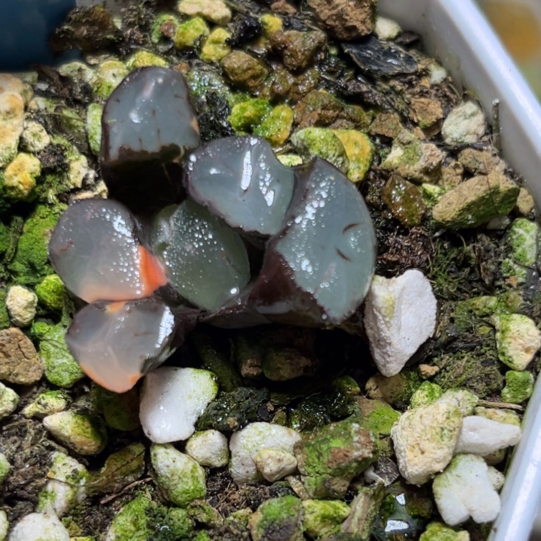 恭喜发财大吉大利0368