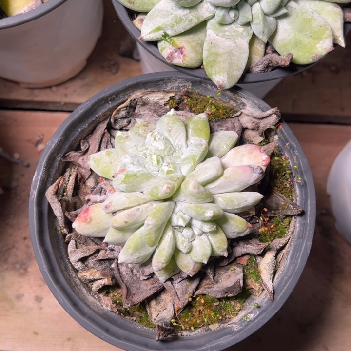 119哈哈哈哈哈哈哈肉