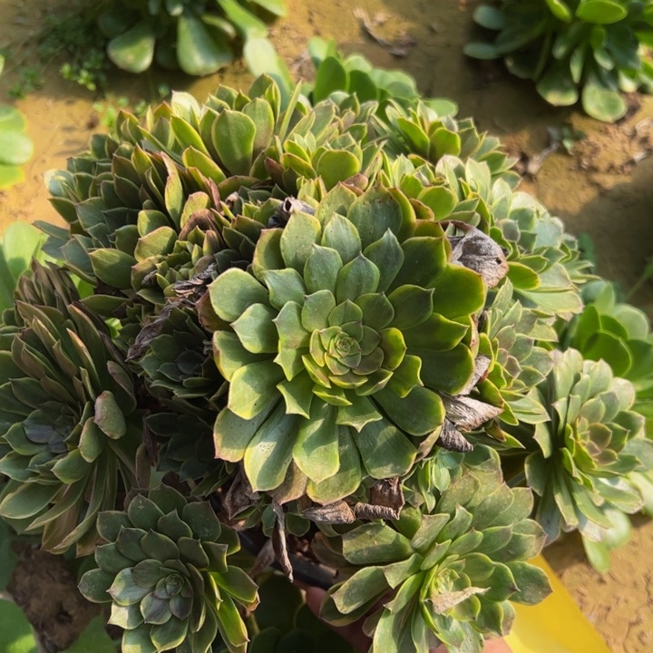 火狐多肉植物多肉