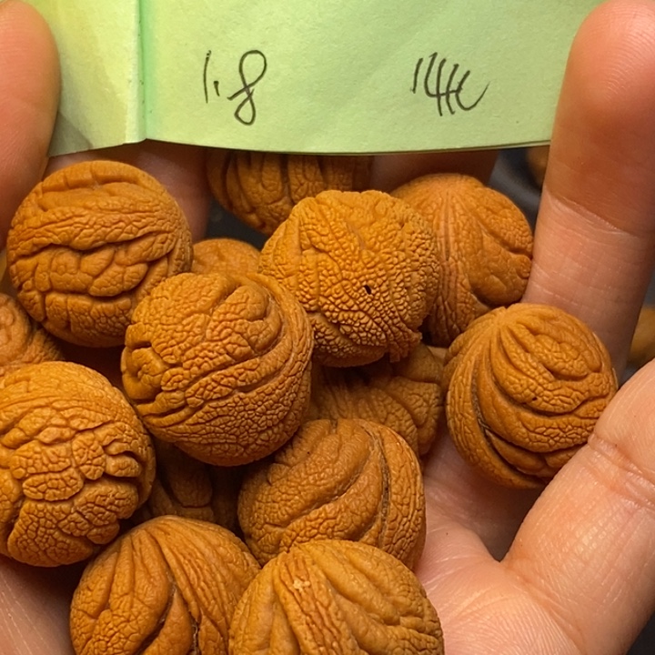 吊坠桃核秦岭龙纹桃核18