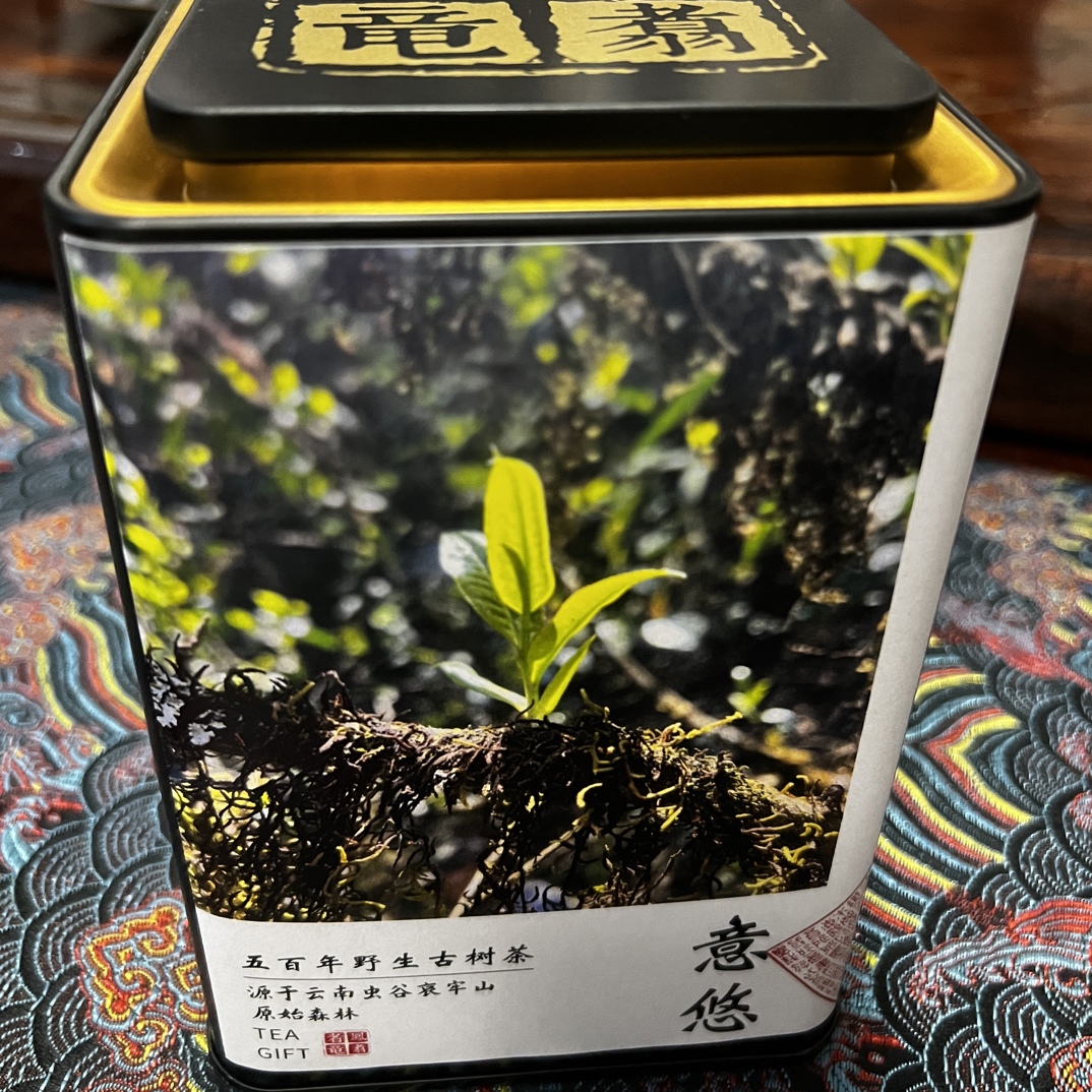 【意悠2025年五百年野生古树茶】云南哀牢山野生古树甜茶原始森林