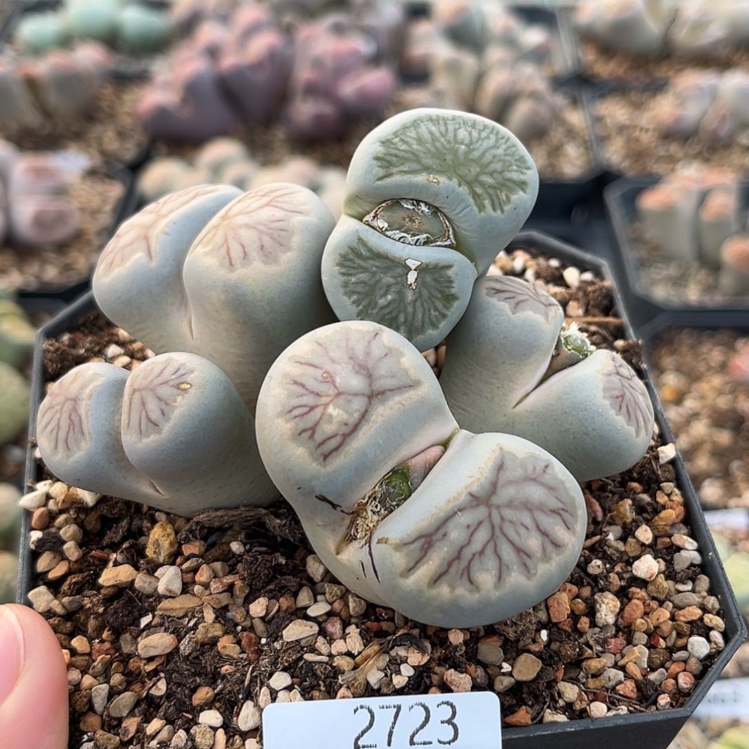 向***行一物一拍菊母本2723两颗