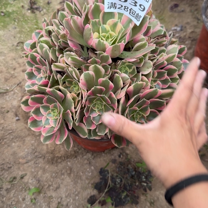 6039二号棚妖月大的J